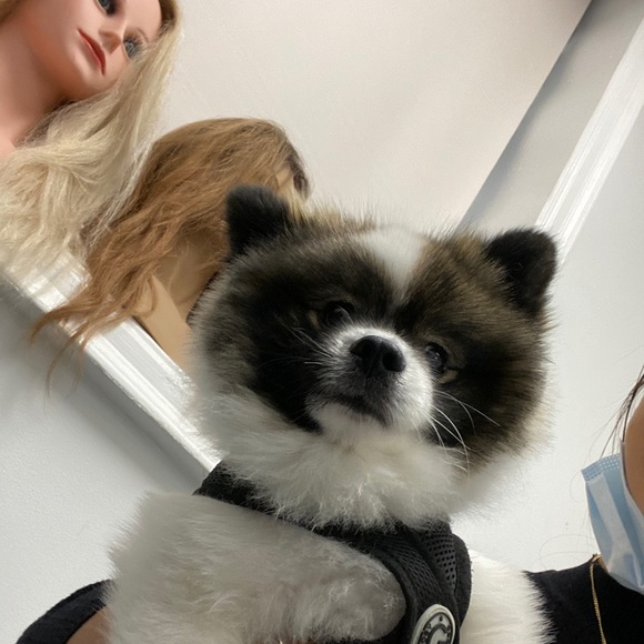 Meet your Posher, Pokiza - Picture 1 of 1